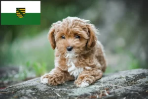Read more about the article Maltipoo breeders and puppies in Saxony