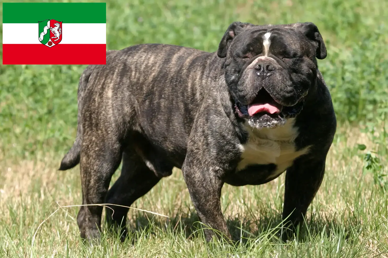 Olde English Bulldog puppies and breeders North Rhine-Westphalia Here you can find Olde English Bulldog breeders in North Rhine-Westphalia.