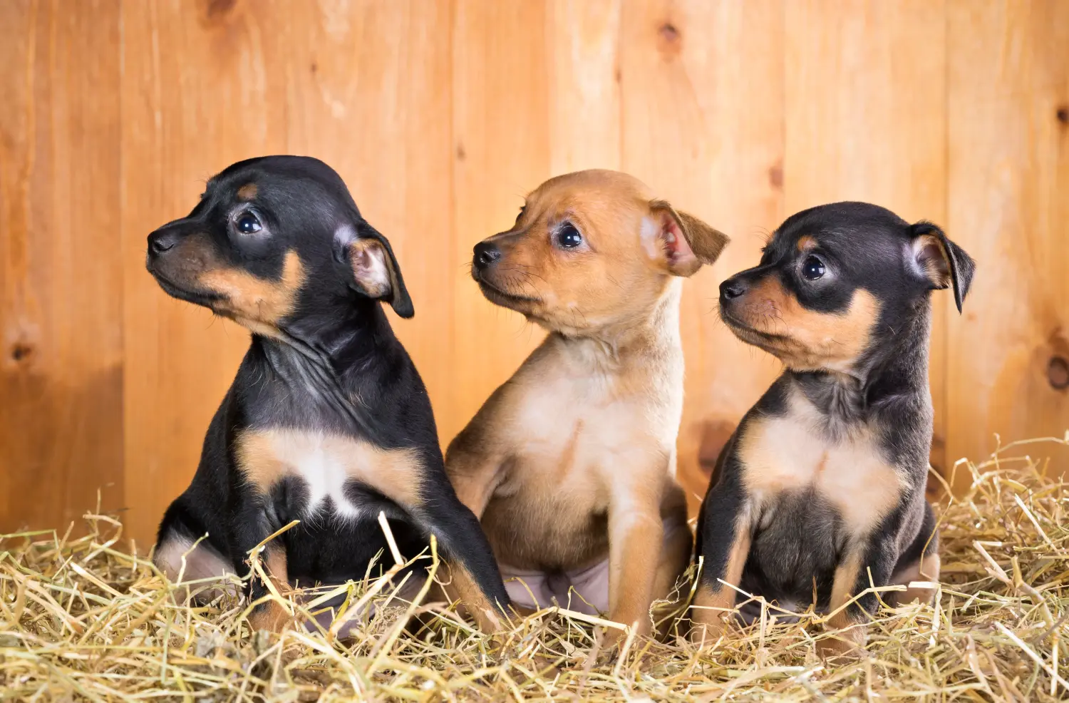 Buying a Russkiy Toy puppy means taking responsibility! Buy Russkiy Toy puppies.