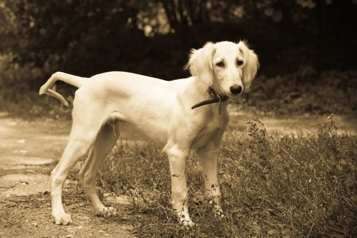 Buying a Saluki puppy means taking responsibility! Buy Saluki puppies.