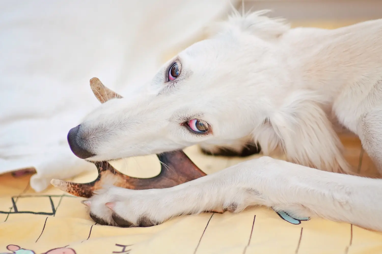 Buying a Saluki puppy means taking responsibility! Buy Saluki puppies.
