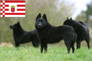 Read more about the article Schipperke breeders and puppies in Bremen