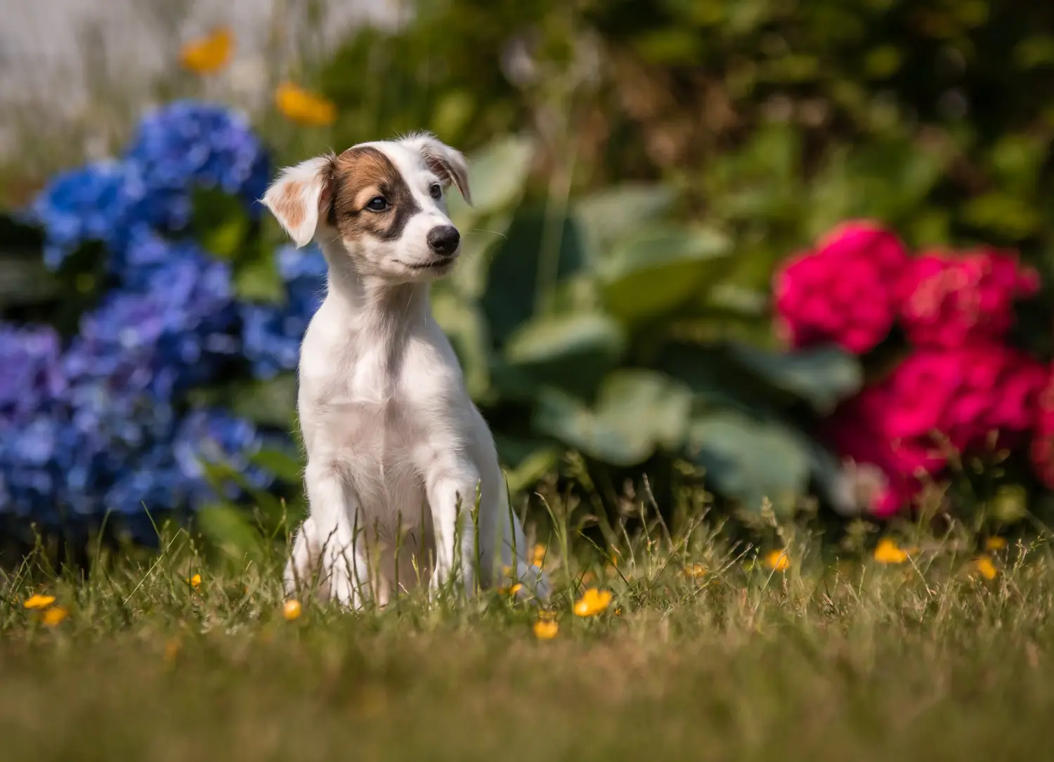 Buying a Silken Windsprite puppy means taking responsibility! Buy Silken Windsprite puppies.