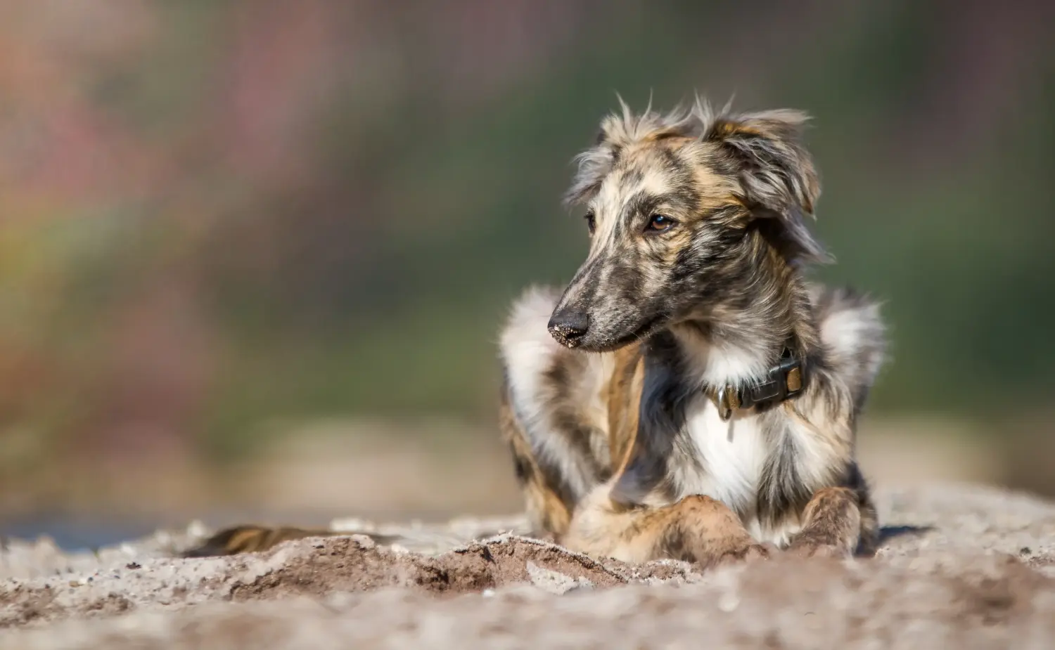 Buying a Silken Windsprite puppy means taking responsibility! Buy Silken Windsprite puppies.