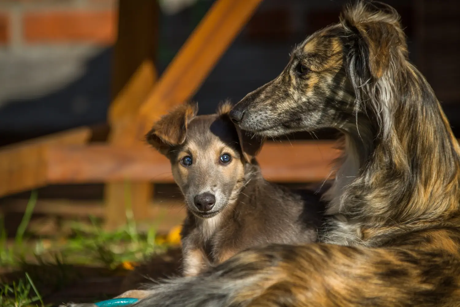 Buying a Silken Windsprite puppy means taking responsibility! Buy Silken Windsprite puppies.