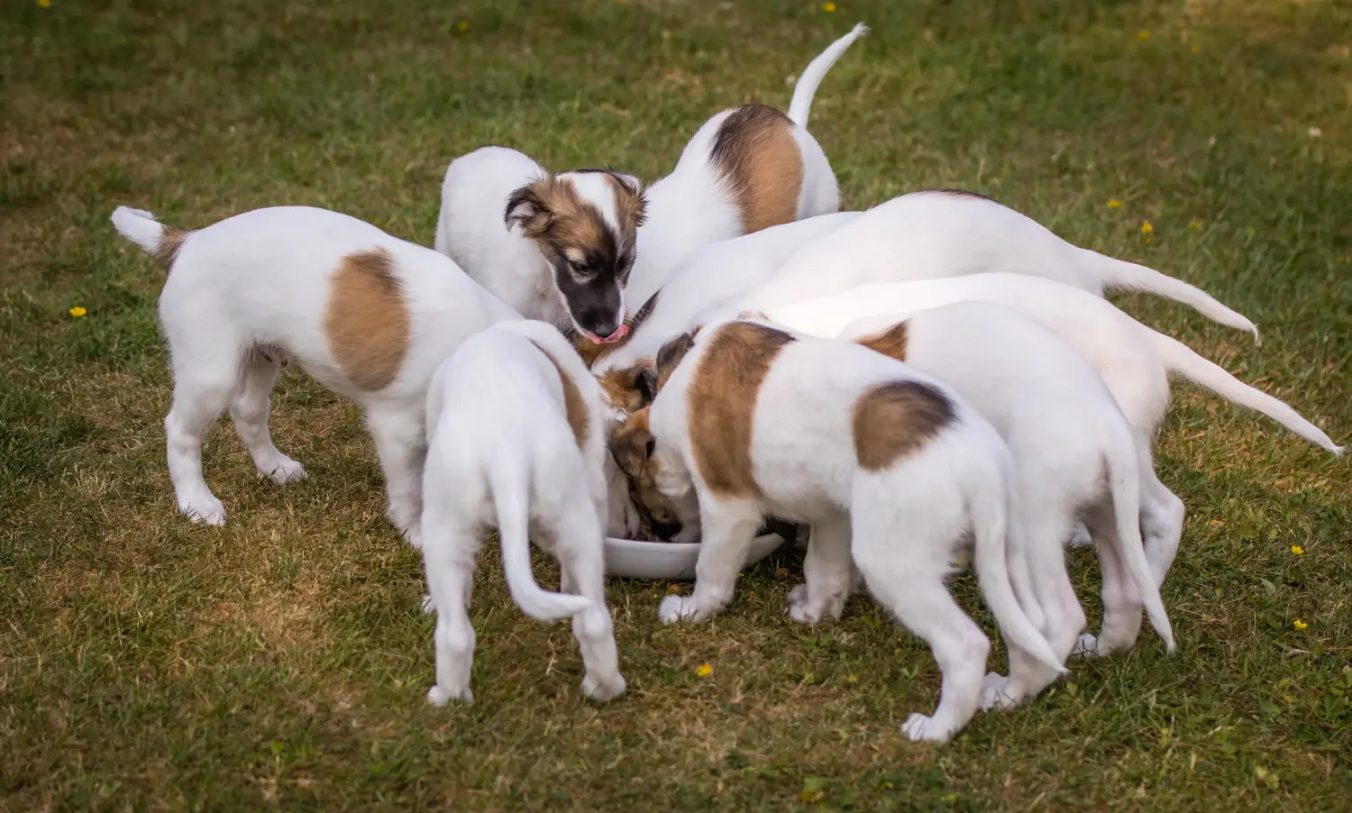 Buying a Silken Windsprite puppy means taking responsibility! Buy Silken Windsprite puppies.