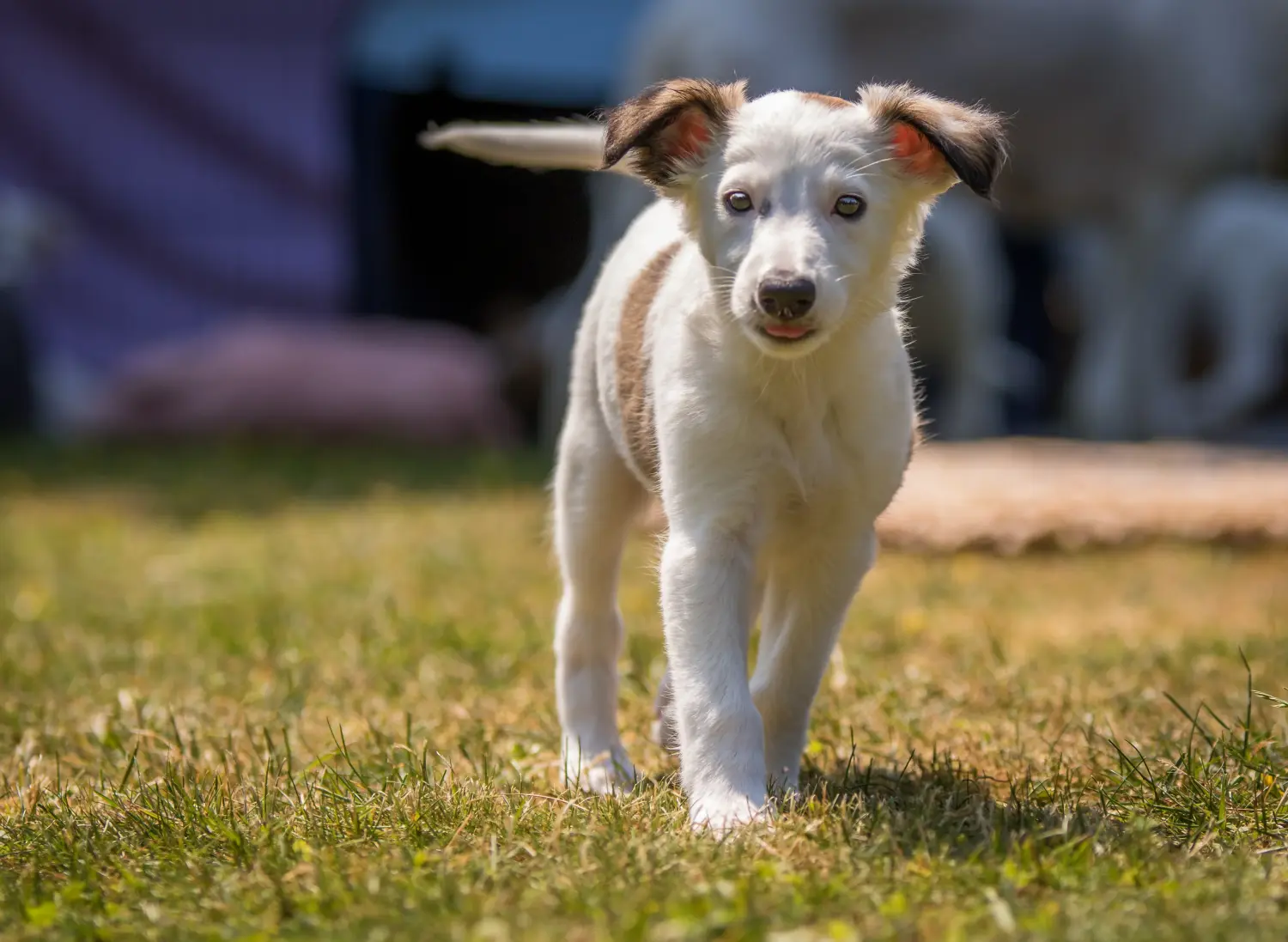 Buying a Silken Windsprite puppy means taking responsibility! Buy Silken Windsprite puppies.