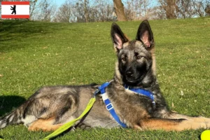 Read more about the article Sylvan Companion Dog breeder and puppies in Berlin