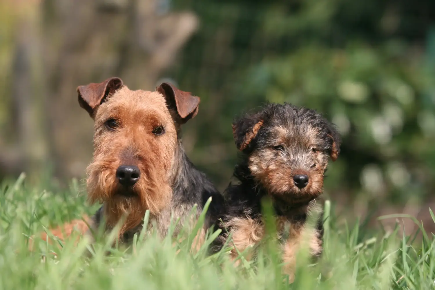 Buying a Welsh Terrier puppy means taking responsibility! Buy Welsh Terrier puppies.