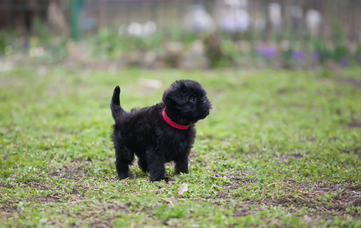 Buying an Affenpinscher puppy means taking responsibility! Buy Affenpinscher puppies.