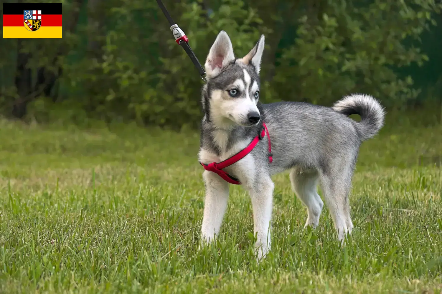 Alaskan Klee Kai puppies and breeders Saarland Here you can find Alaskan Klee Kai breeders im Saarland.