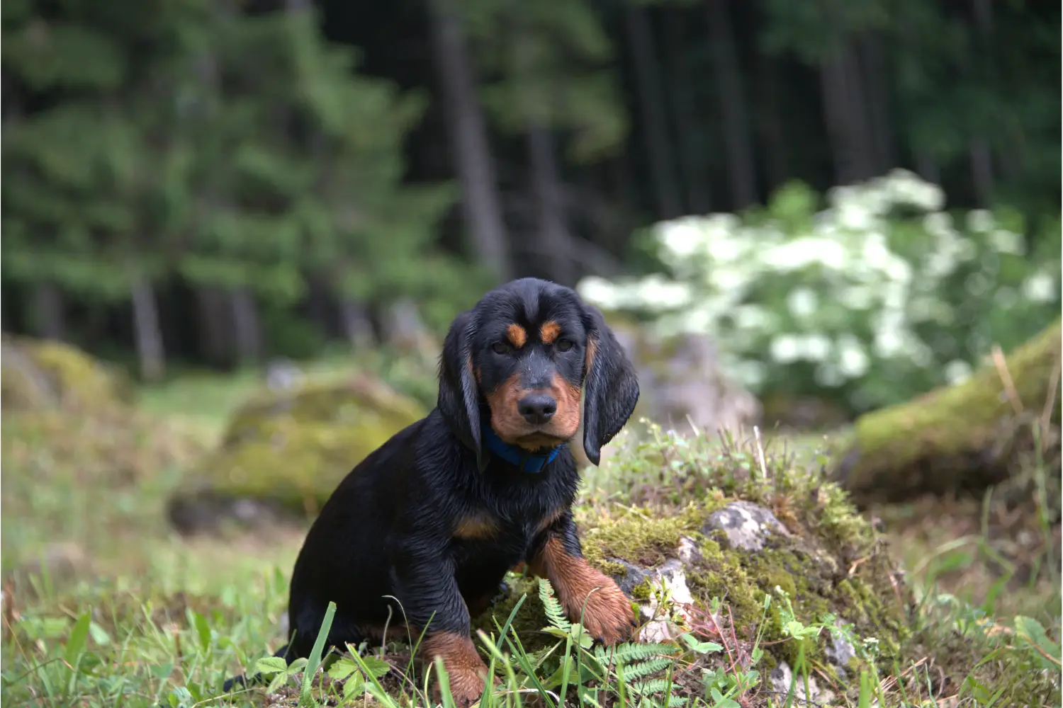 Buying an Alpine Dachsbracke puppy means taking responsibility! Buy Alpine Dachsbracke puppies.