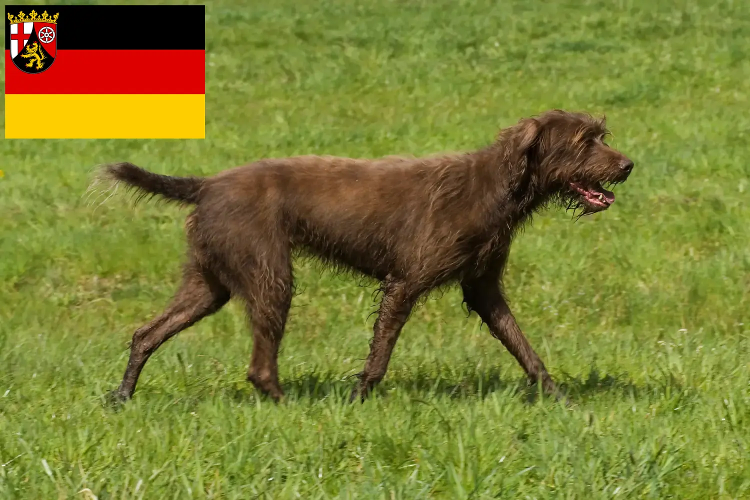 Pudelpointer puppies and breeders Rhineland-Palatinate Here you can find Pudelpointer breeders in Rhineland-Palatinate.