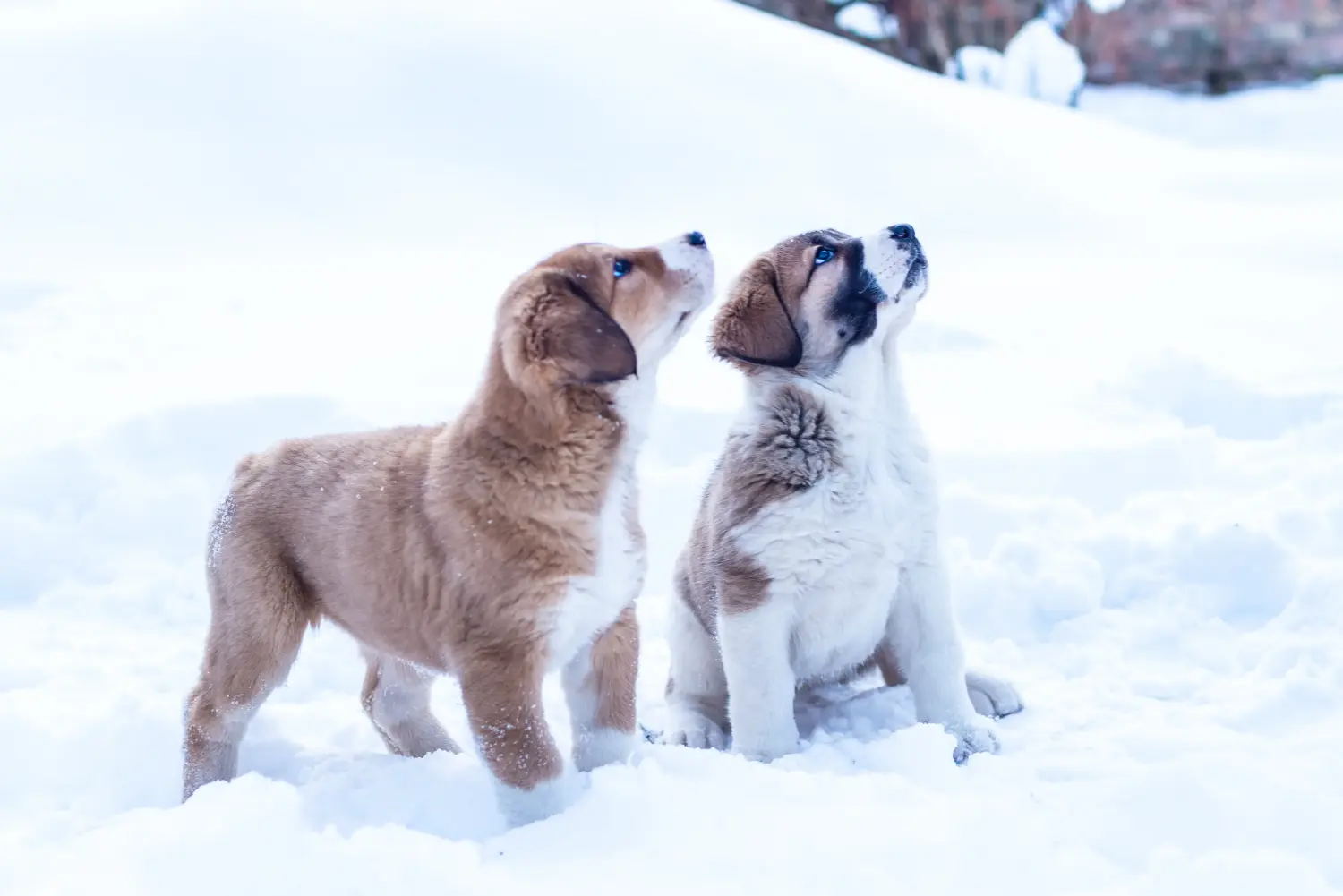 Buying a Central Asian Shepherd puppy means taking responsibility! Buy Central Asian Shepherd puppies.