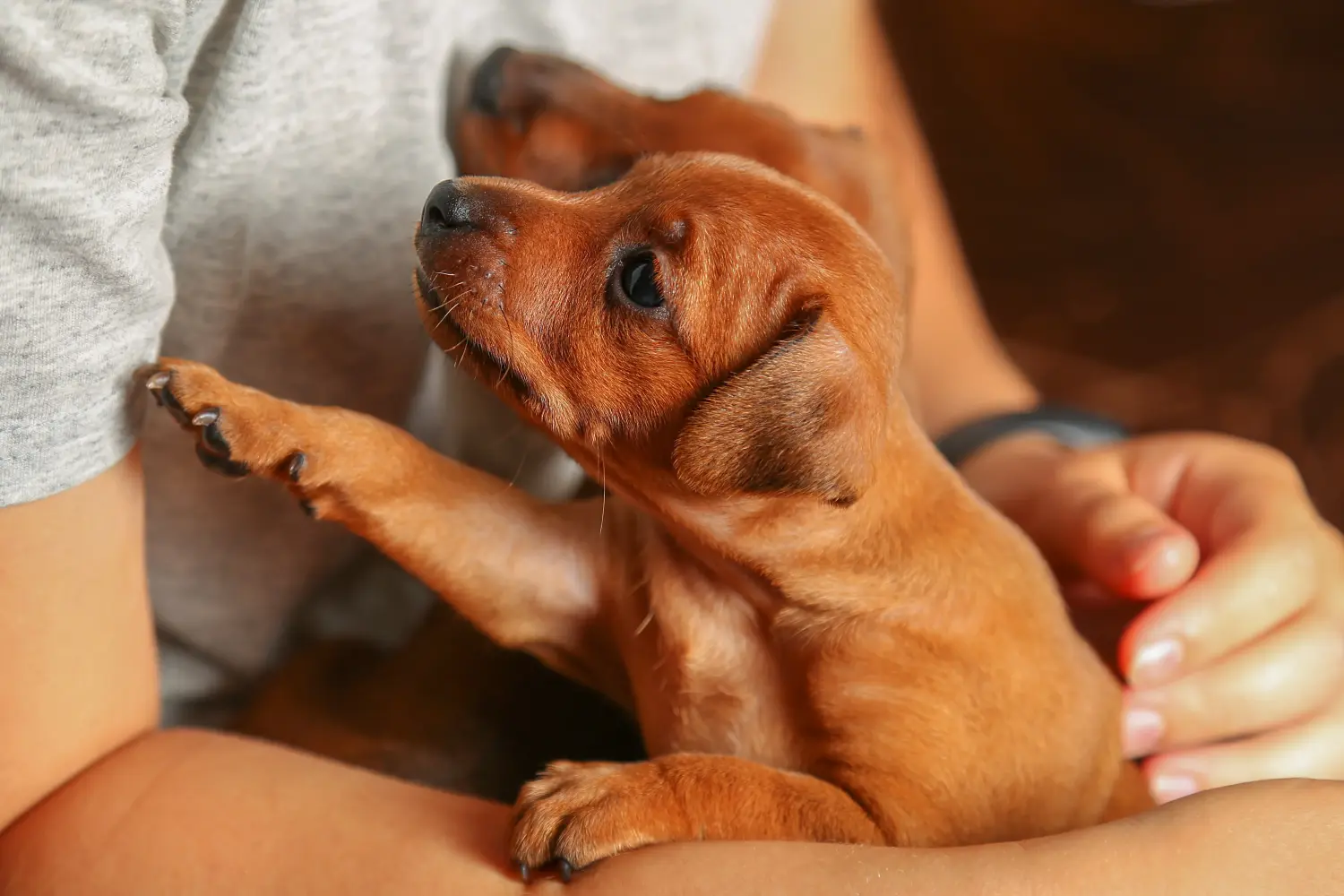 Buying a Miniature Pinscher puppy means taking responsibility! Buy Miniature Pinscher puppies.