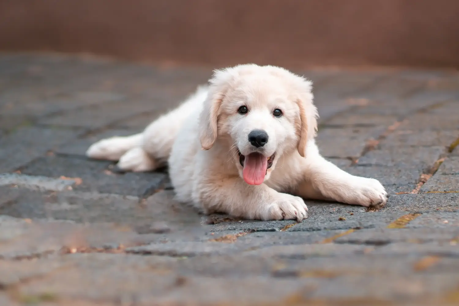 Buying a Kuvasz puppy means taking responsibility! Buy Kuvasz puppies.