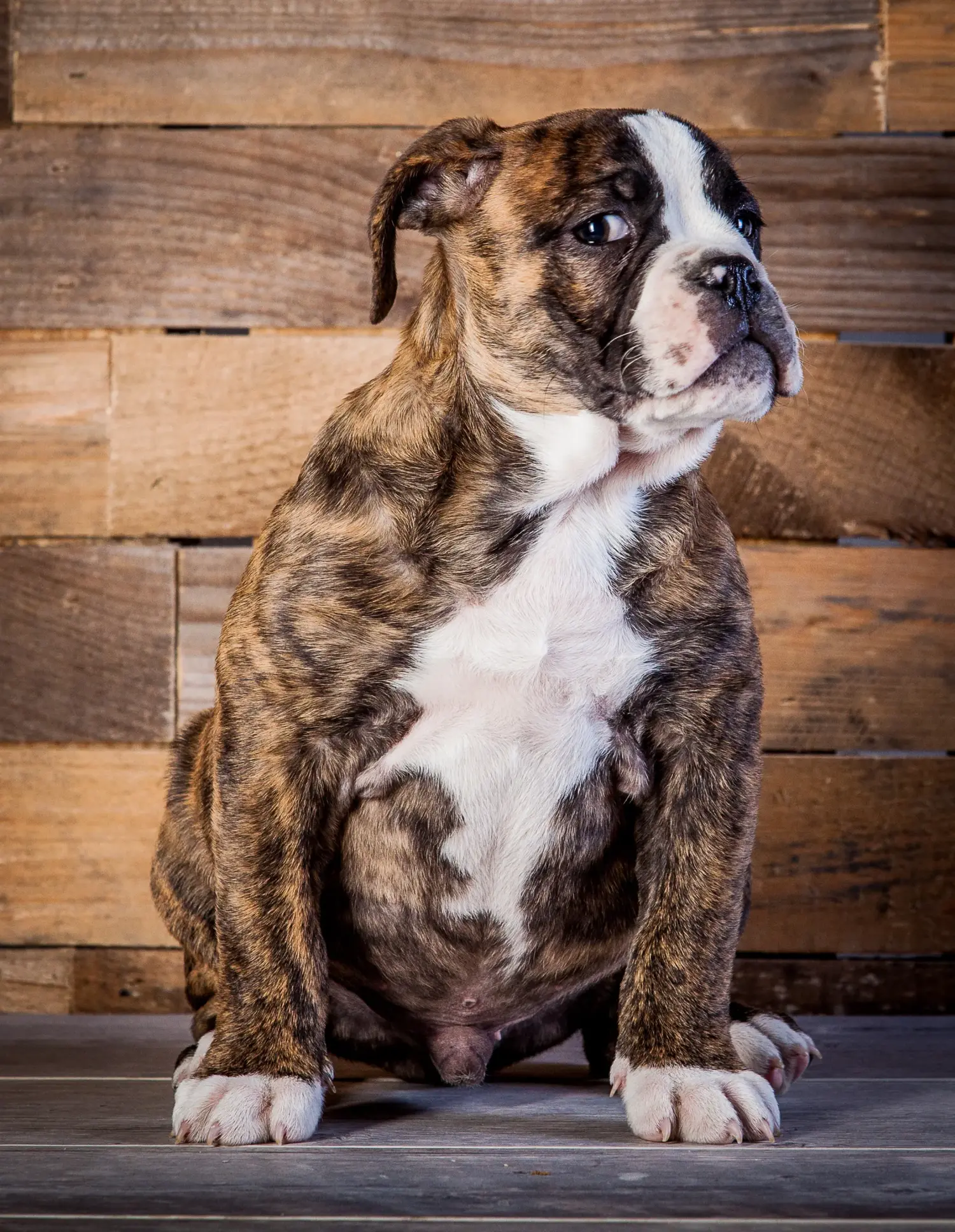 Buying an Olde English Bulldog puppy means taking responsibility! Buy Olde English Bulldog puppies.