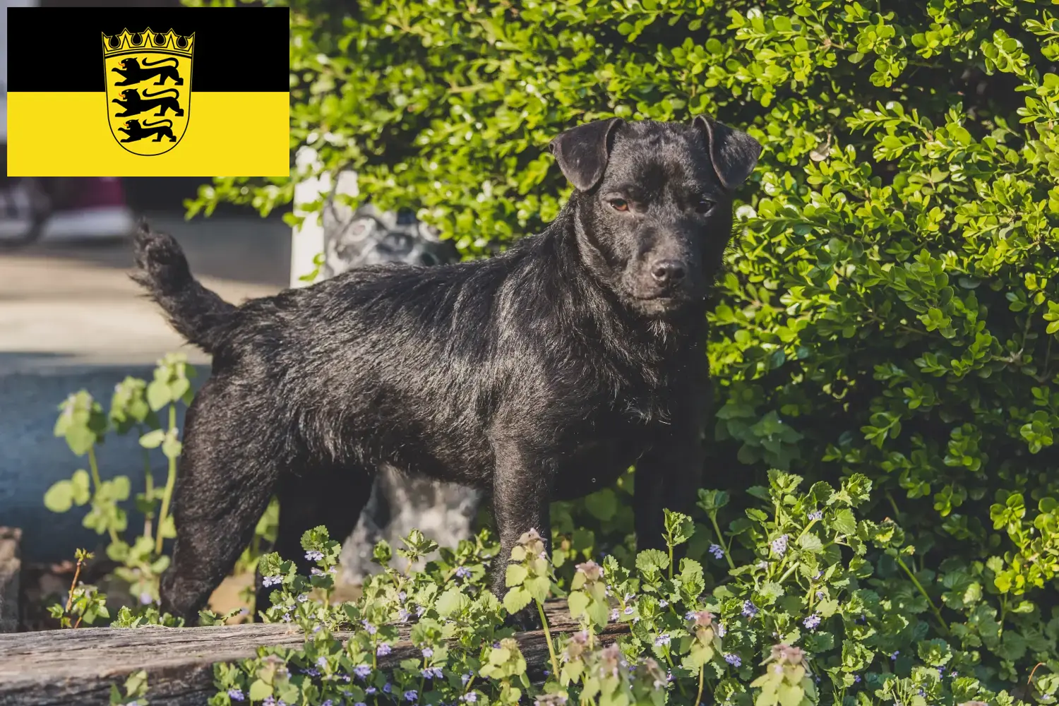 Patterdale Terrier puppies and breeders Baden-Württemberg Here you can find Patterdale Terrier breeders in Baden-Württemberg.