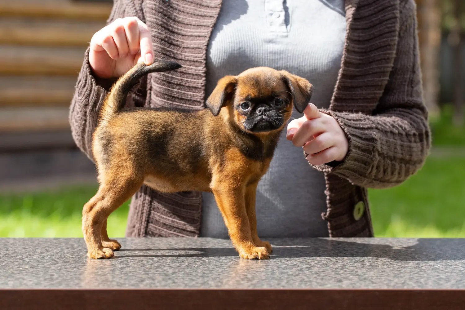 Buying a Petit Brabançon puppy means taking responsibility! Buy Petit Brabançon puppies.