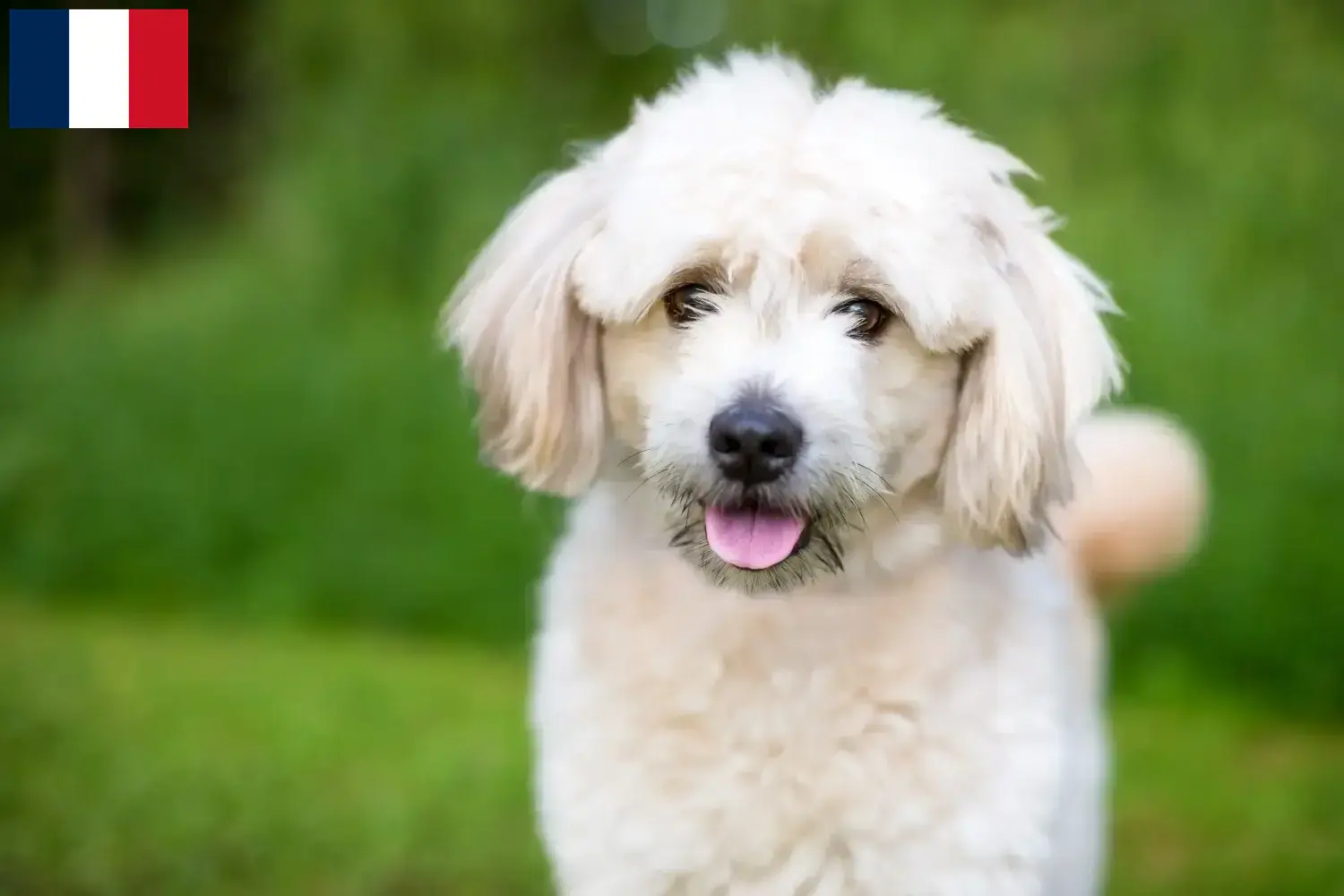 Pomapoo puppies and breeders France Here you can find Pomapoo breeders in France.