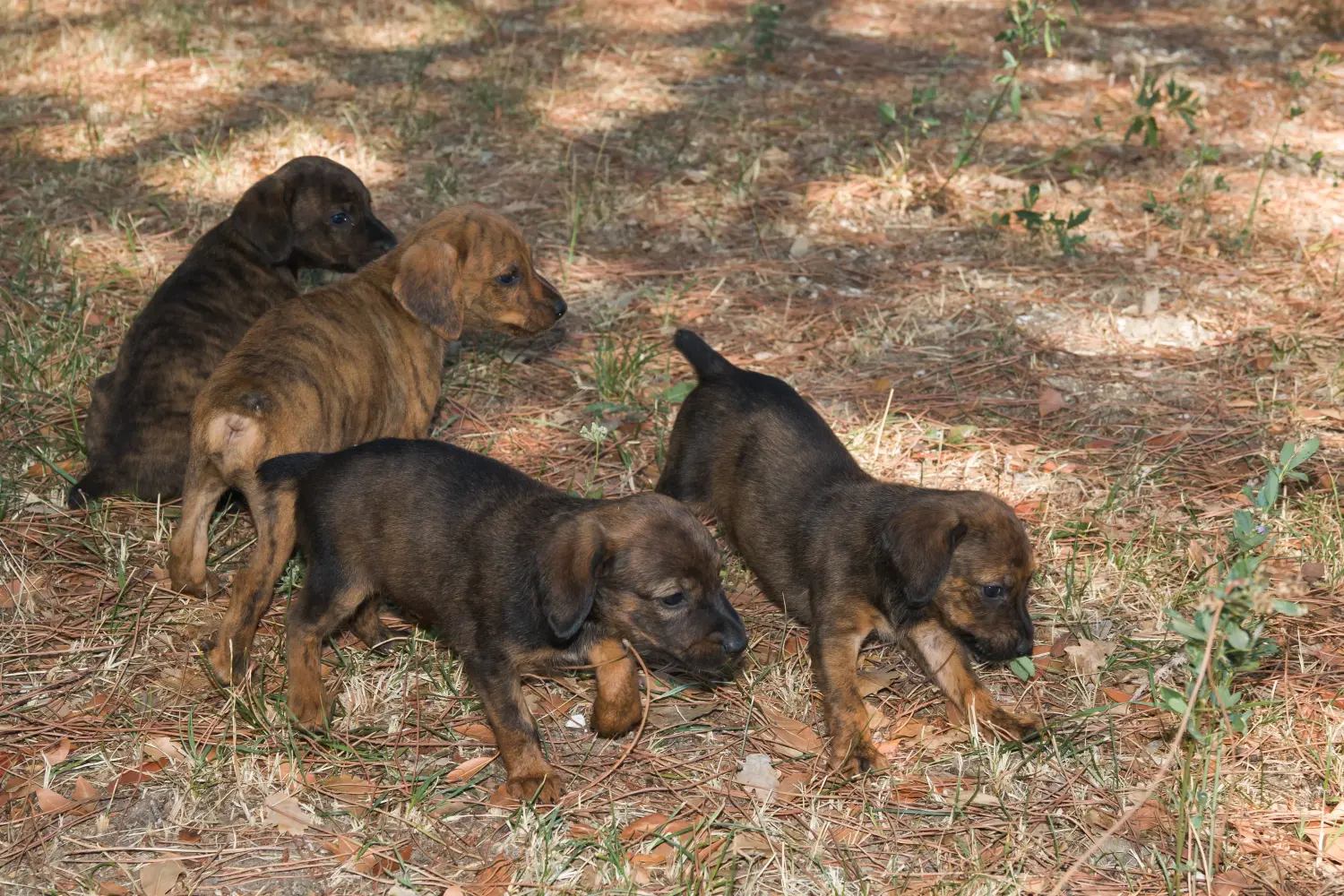 Buying a Segugio Maremmano puppy means taking responsibility! Buy Segugio Maremmano puppies.