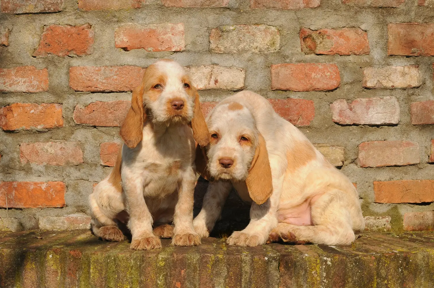 Buying a Spinone Italiano puppy means taking responsibility! Buy Spinone Italiano puppies.