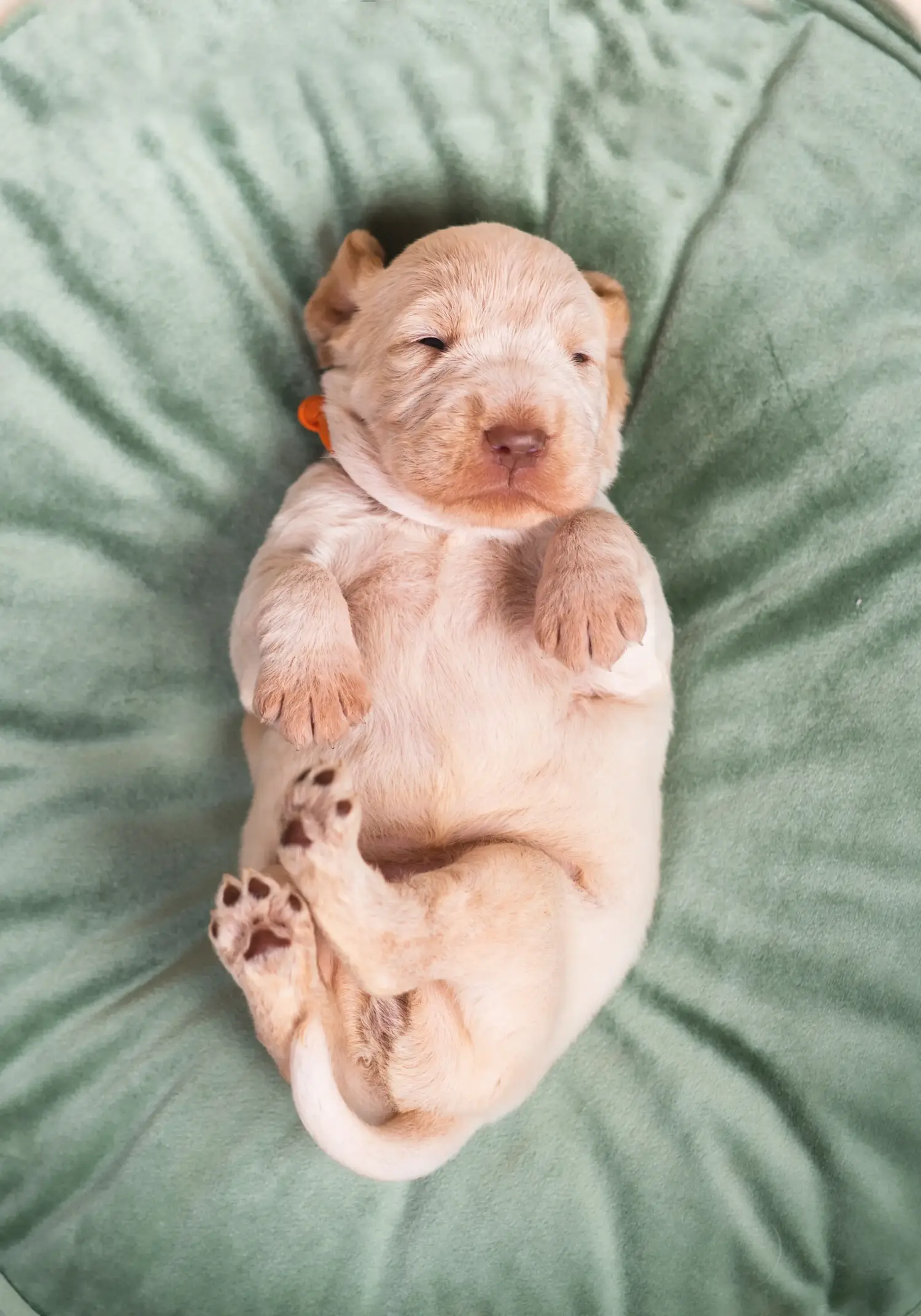 Buying a Spinone Italiano puppy means taking responsibility! Buy Spinone Italiano puppies.