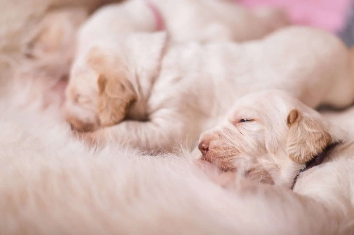 Buying a Spinone Italiano puppy means taking responsibility! Buy Spinone Italiano puppies.