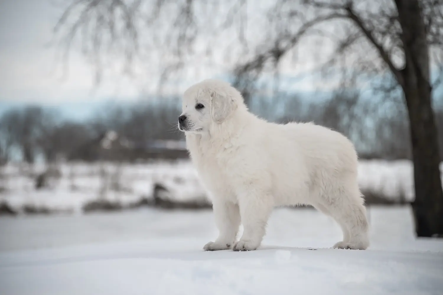 Buying a Tatra Sheepdog puppy means taking responsibility! Buy Tatra Sheepdog puppies.