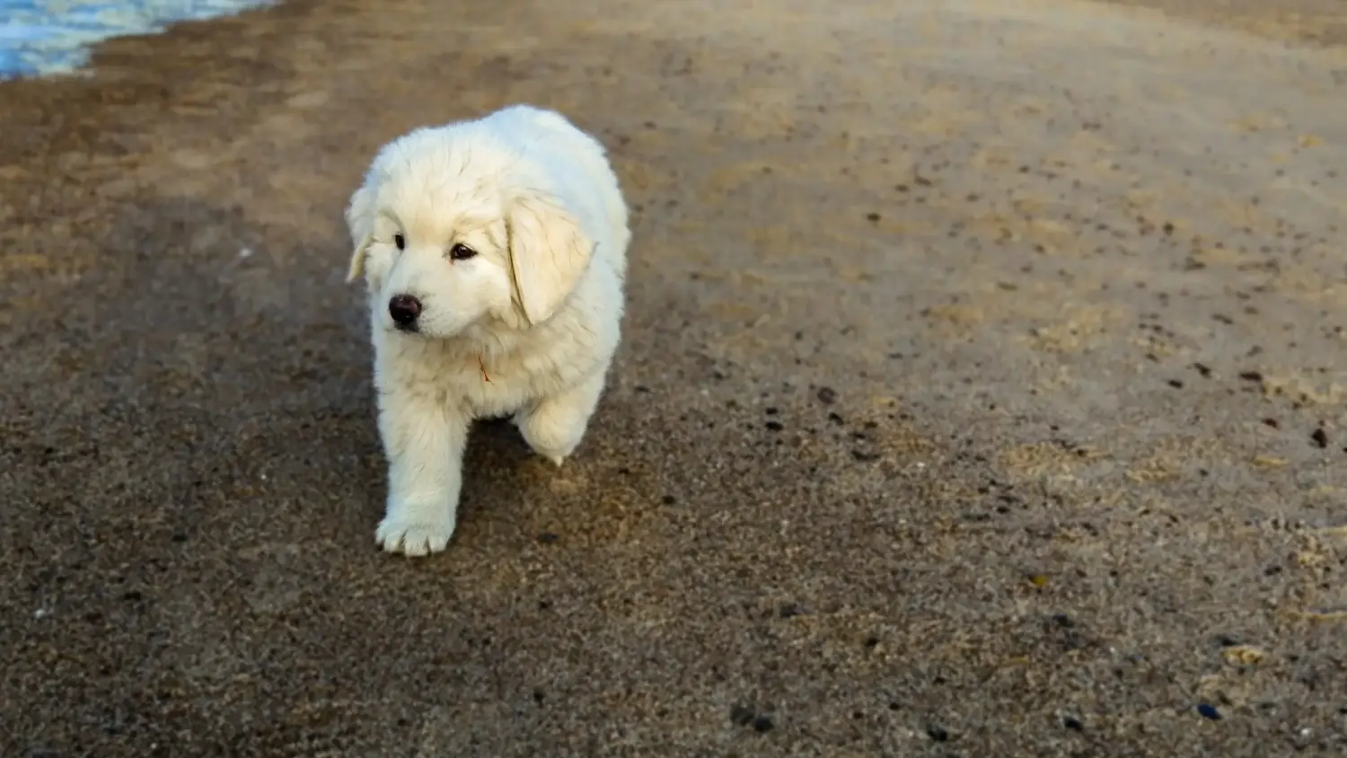 Buying a Tatra Sheepdog puppy means taking responsibility! Buy Tatra Sheepdog puppies.