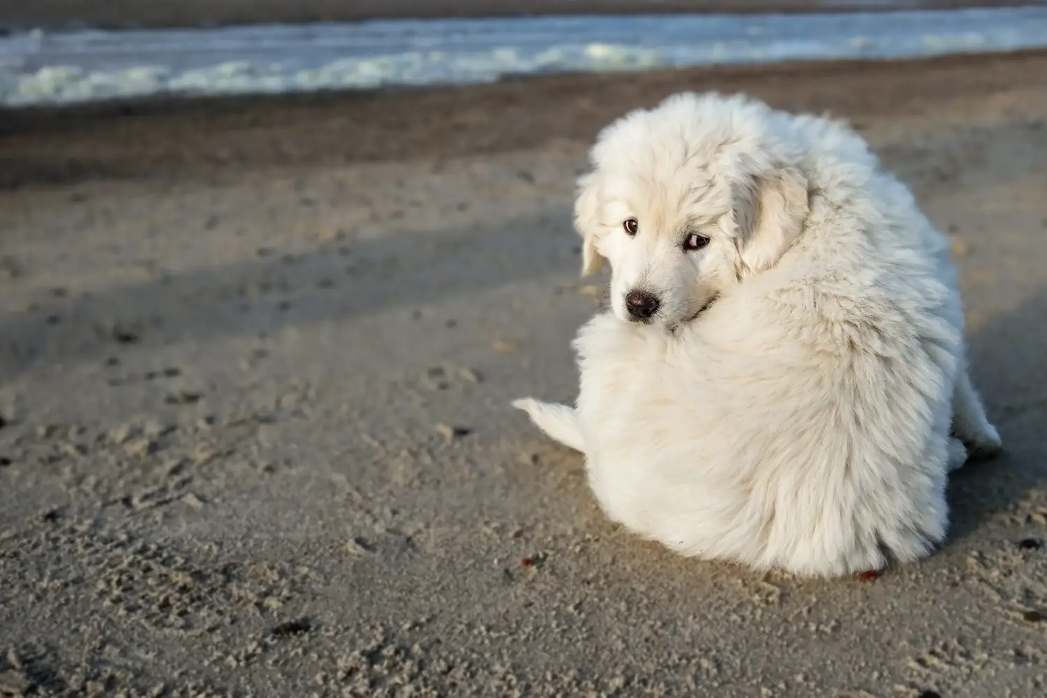 Buying a Tatra Sheepdog puppy means taking responsibility! Buy Tatra Sheepdog puppies.
