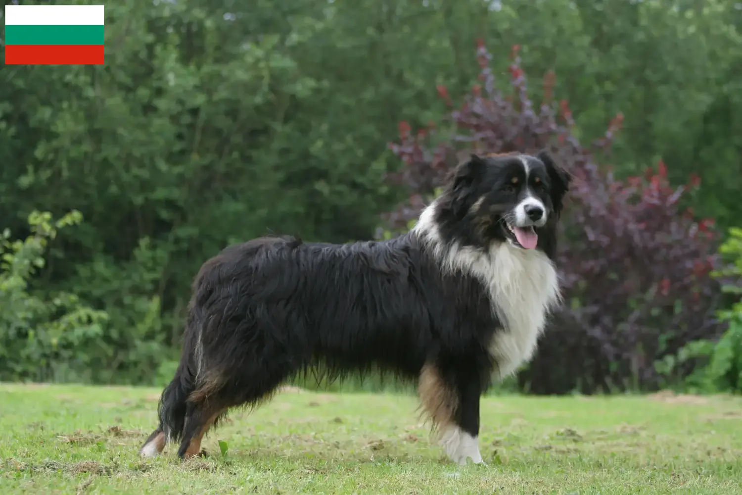 Australian Shepherd puppies and breeders Bulgaria Find Australian Shepherds breeders in Bulgaria here.