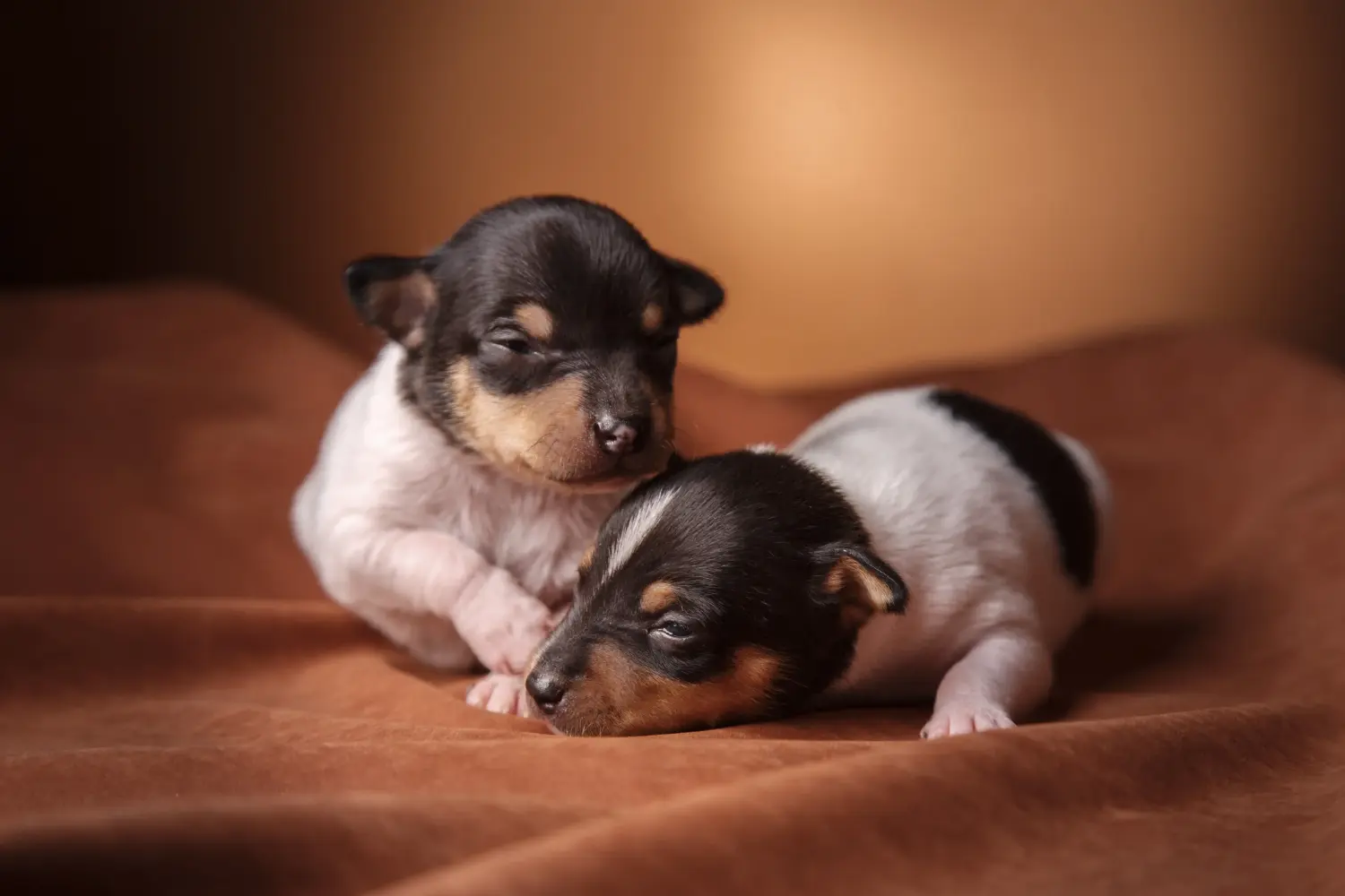 Buying an American Toy Terrier puppy means taking responsibility! Buy American Toy Terrier puppies.