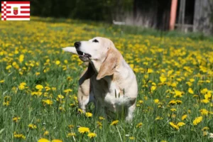 Read more about the article Basset Artésien Normand breeder and puppies in Bremen
