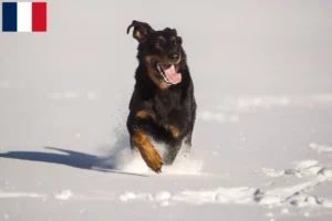 Read more about the article Berger d’Auvergne breeders and puppies in France