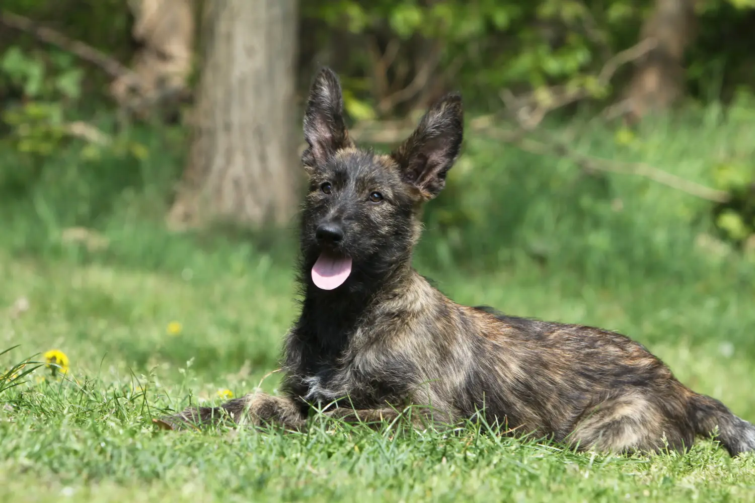 Buying a Berger de Picardie puppy means taking responsibility! Buy Berger de Picardie puppies.
