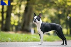 Read more about the article Boston Terrier breeders and puppies in Bosnia and Herzegovina