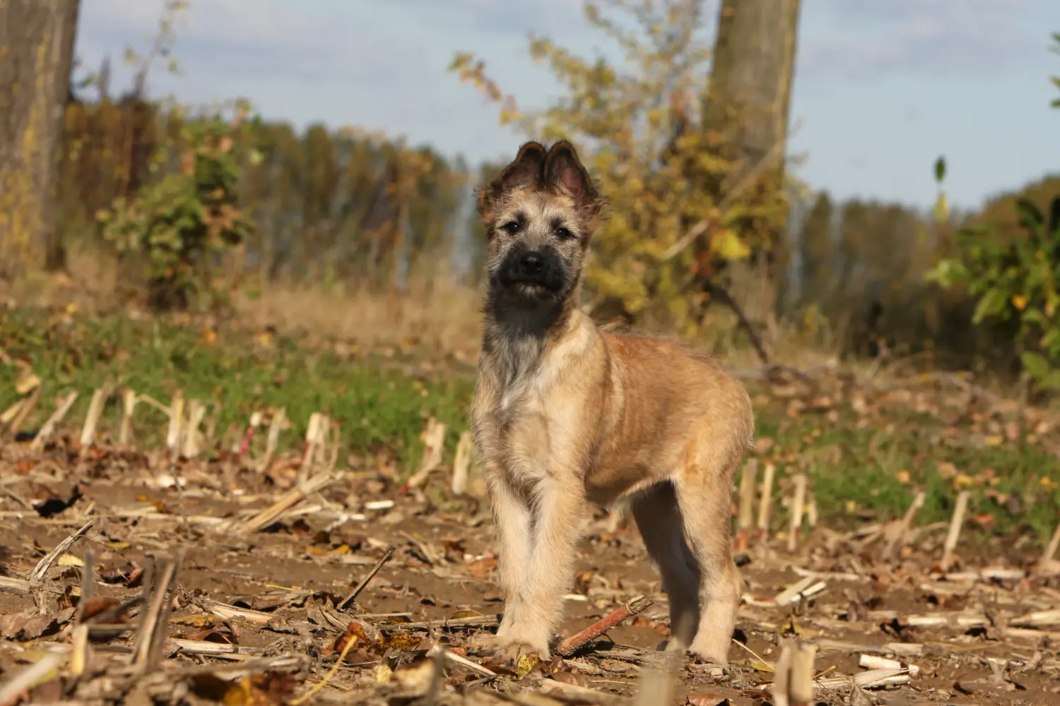 Buying a Bouvier des Ardennes puppy means taking responsibility! Buy Bouvier des Ardennes puppies.