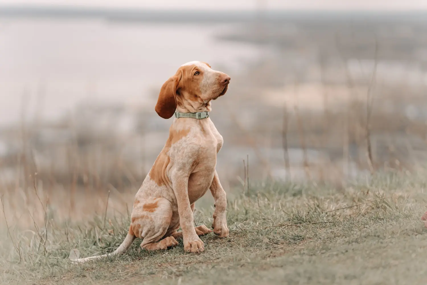 Buying a Bracco Italiano puppy means taking responsibility! Buy Bracco Italiano puppies.