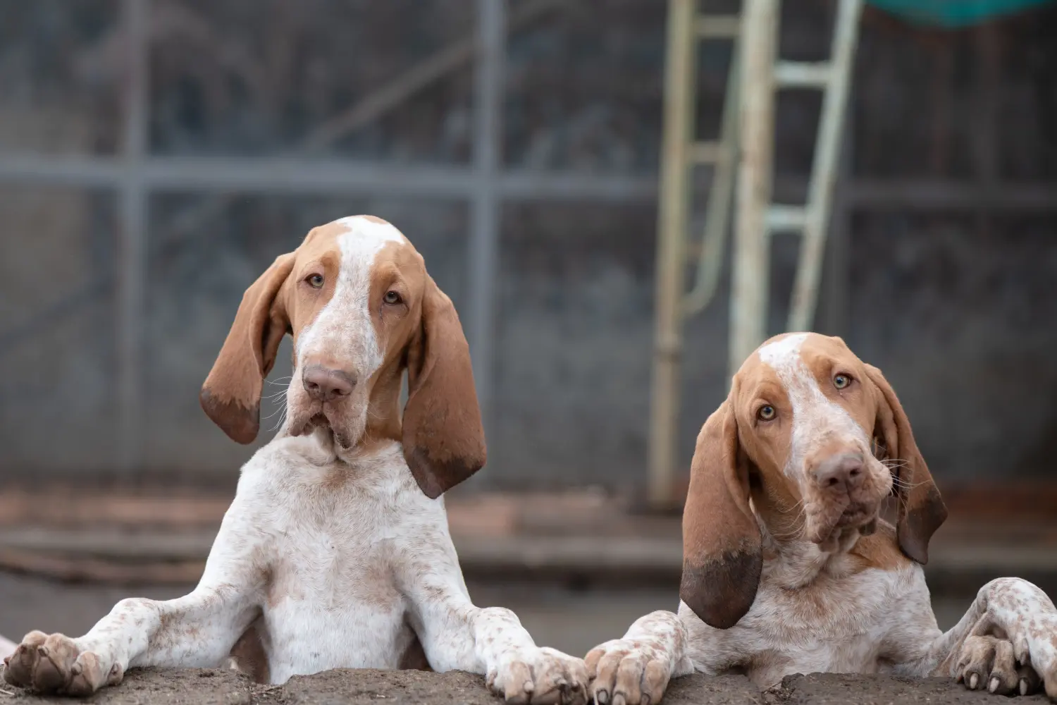 Buying a Bracco Italiano puppy means taking responsibility! Buy Bracco Italiano puppies.