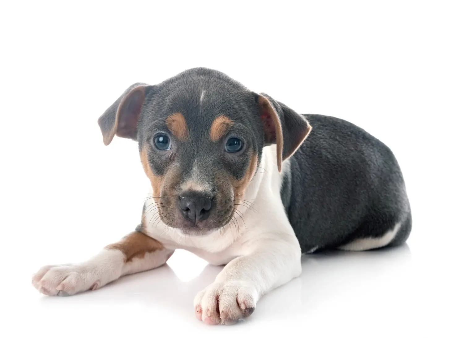 Buying a Brazilian Terrier puppy means taking responsibility! Buy Brazilian Terrier puppies.