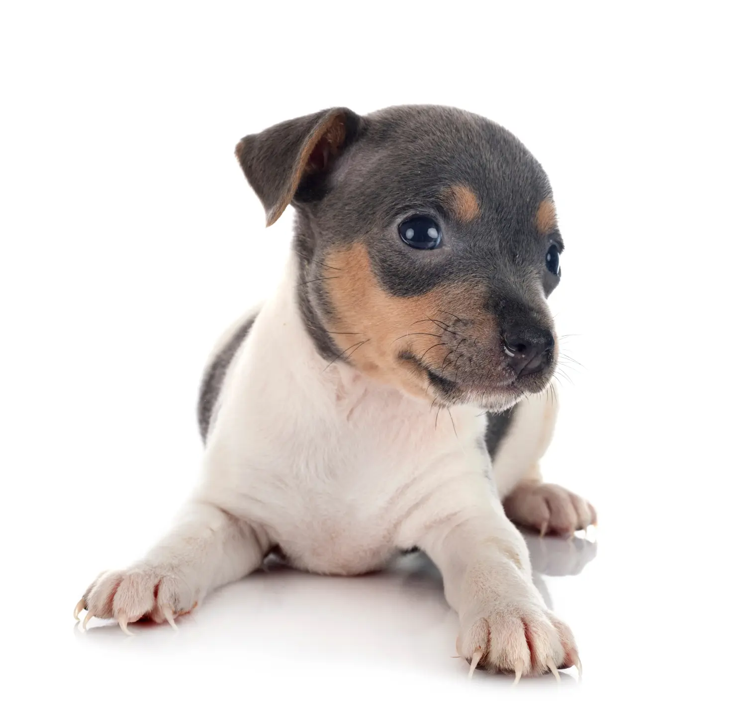 Buying a Brazilian Terrier puppy means taking responsibility! Buy Brazilian Terrier puppies.