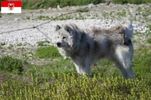 Read more about the article Canadian Eskimo Dog Breeder and Puppies in Brandenburg