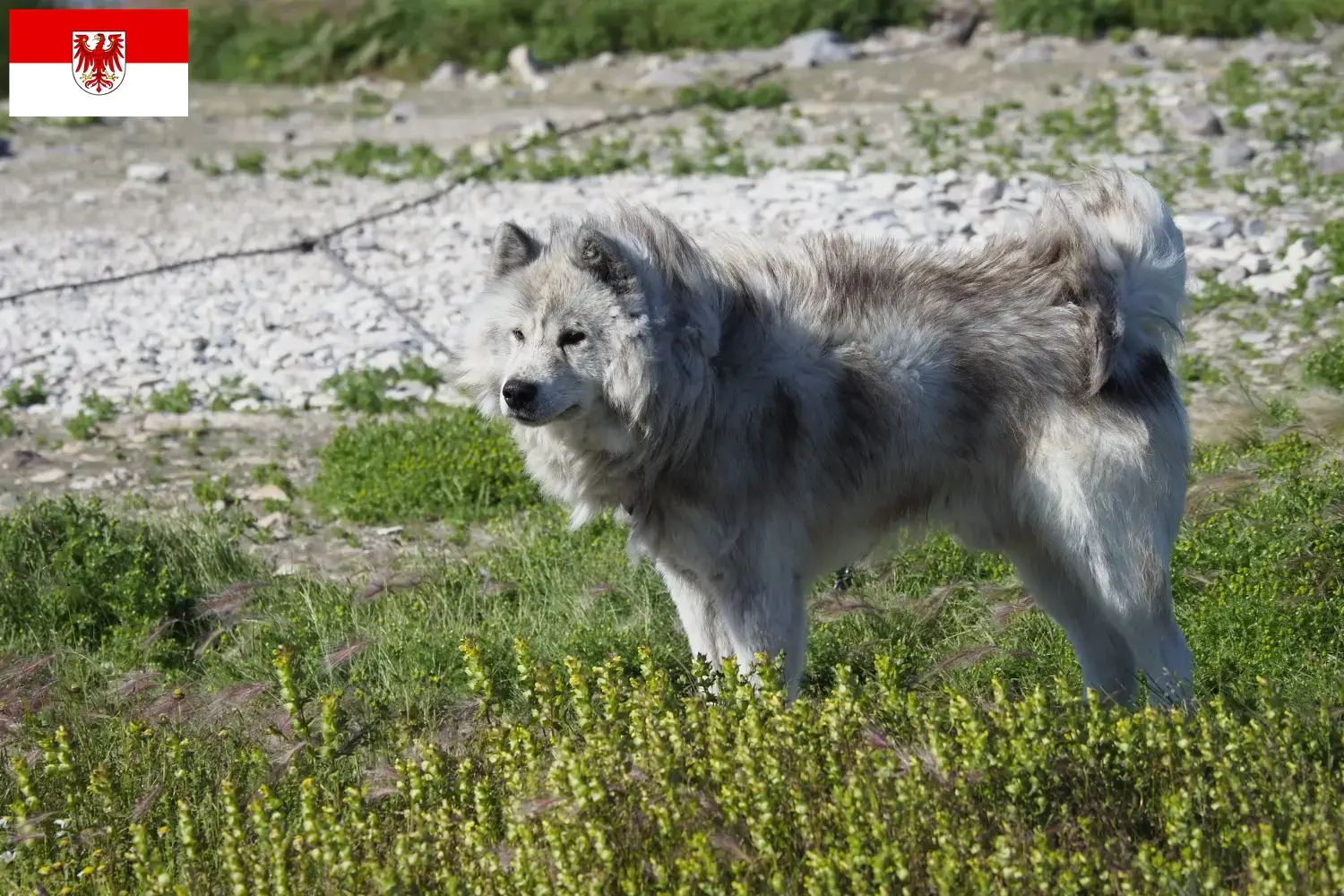 Canadian Eskimo Dog Puppies and Breeder Brandenburg Here you can find Canadian Eskimo Dog breeders in Brandenburg.