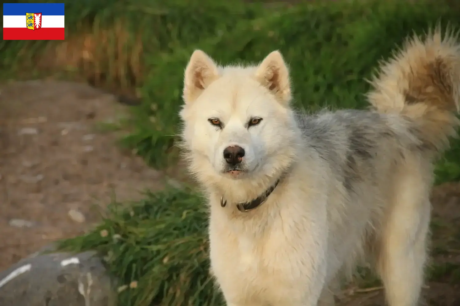 Canadian Eskimo Dog Puppies and Breeder Schleswig-Holstein Here you can find Canadian Eskimo Dog breeders in Schleswig-Holstein.