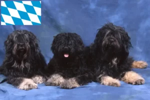 Read more about the article Cão da Serra de Aires breeders and puppies in Bavaria