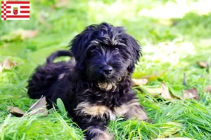 Read more about the article Cão da Serra de Aires breeders and puppies in Bremen