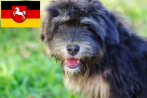 Read more about the article Cão da Serra de Aires breeders and puppies in Lower Saxony