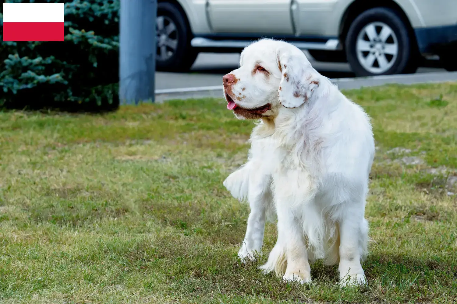 Clumber Spaniel puppies and breeders Poland Find Clumber Spaniels breeders in Poland.