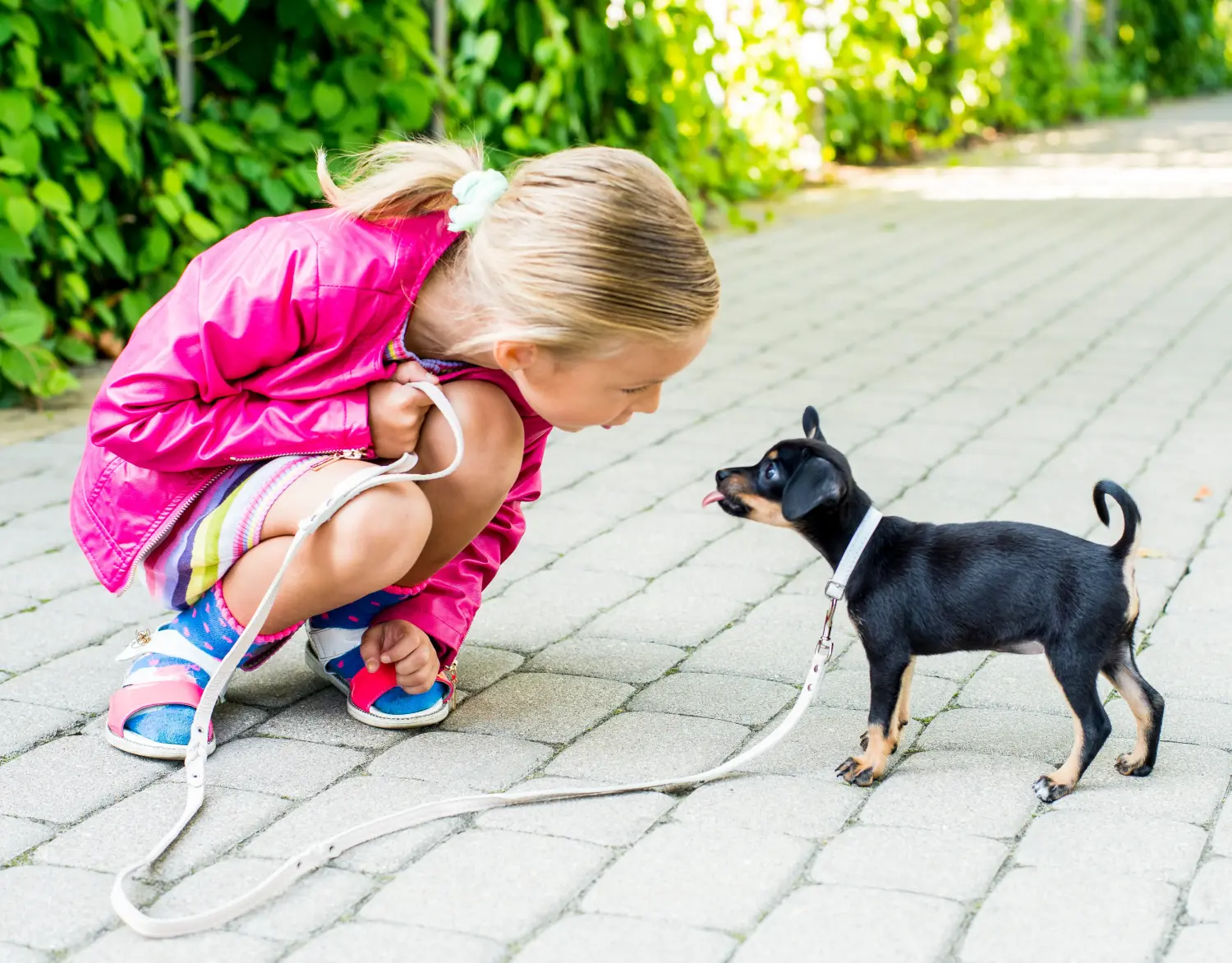Buying an English Toy Terrier puppy means taking responsibility! Buy English Toy Terrier puppies.